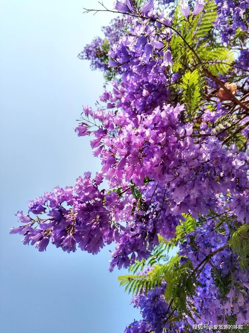 不求烟花三月下扬州,只求六月再赏春!_樱花