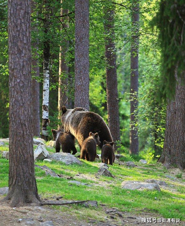 森林里的跳舞小熊红翻全球!