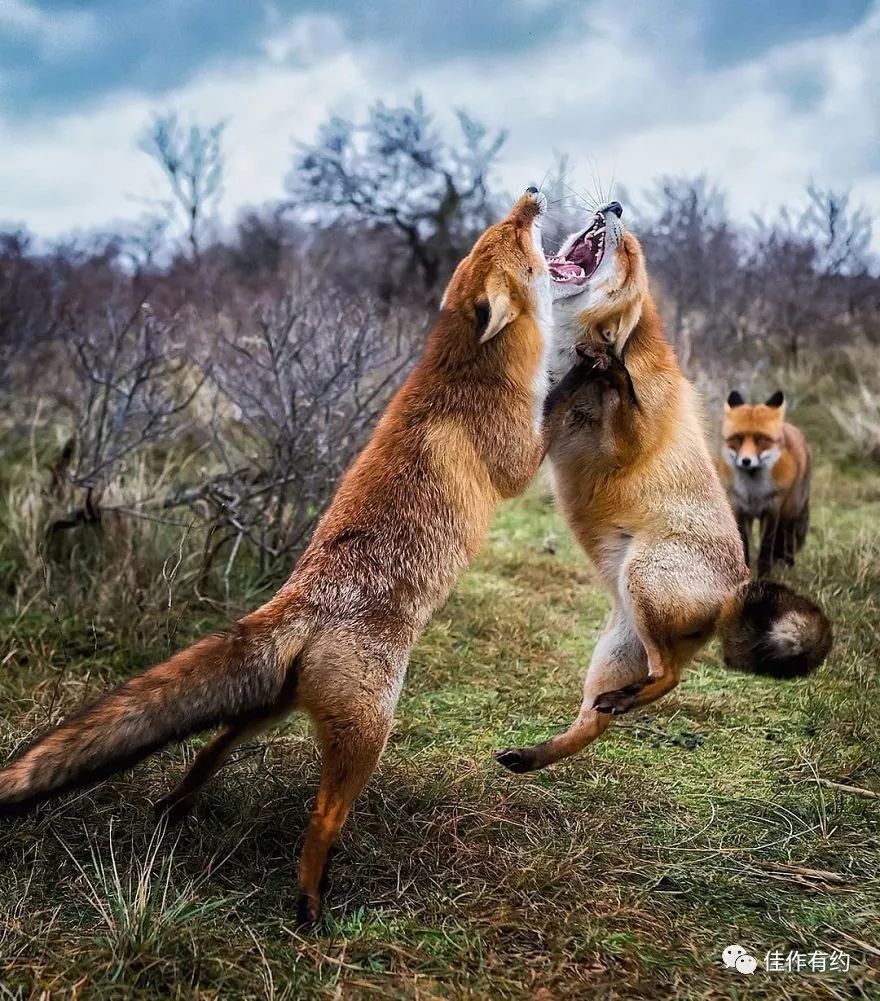 芬兰摄影师捕捉动物精彩的瞬间