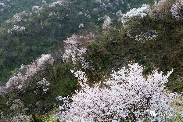 櫻花谷黃毛尖櫻花大道潢河岸邊杏花村箭廠河鄉石崗村舒緩一下緊張的