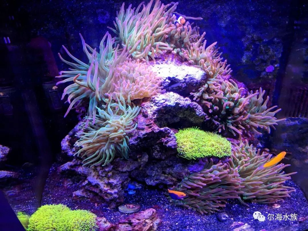 简单纯粹的海葵缸原来都在这里