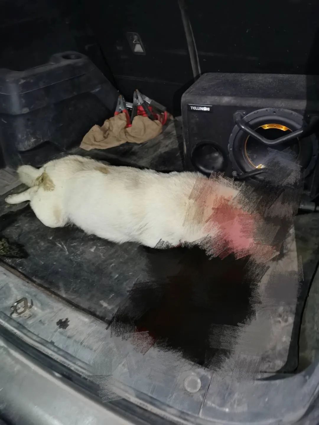 丧心病狂玉林男子开车撞死狗后竟然想