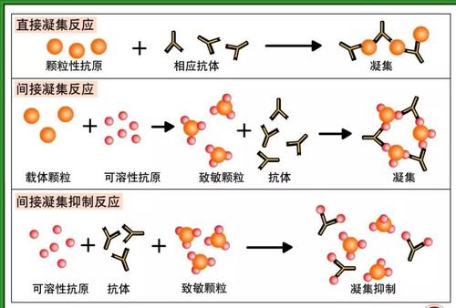 醫學史上的3月1日:抗體的妙用丨紀念單克隆抗體之父克勒離世_抗原