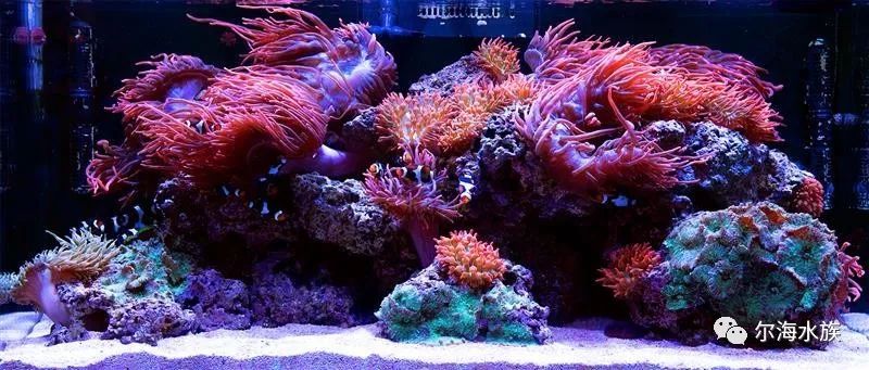 简单纯粹的海葵缸原来都在这里