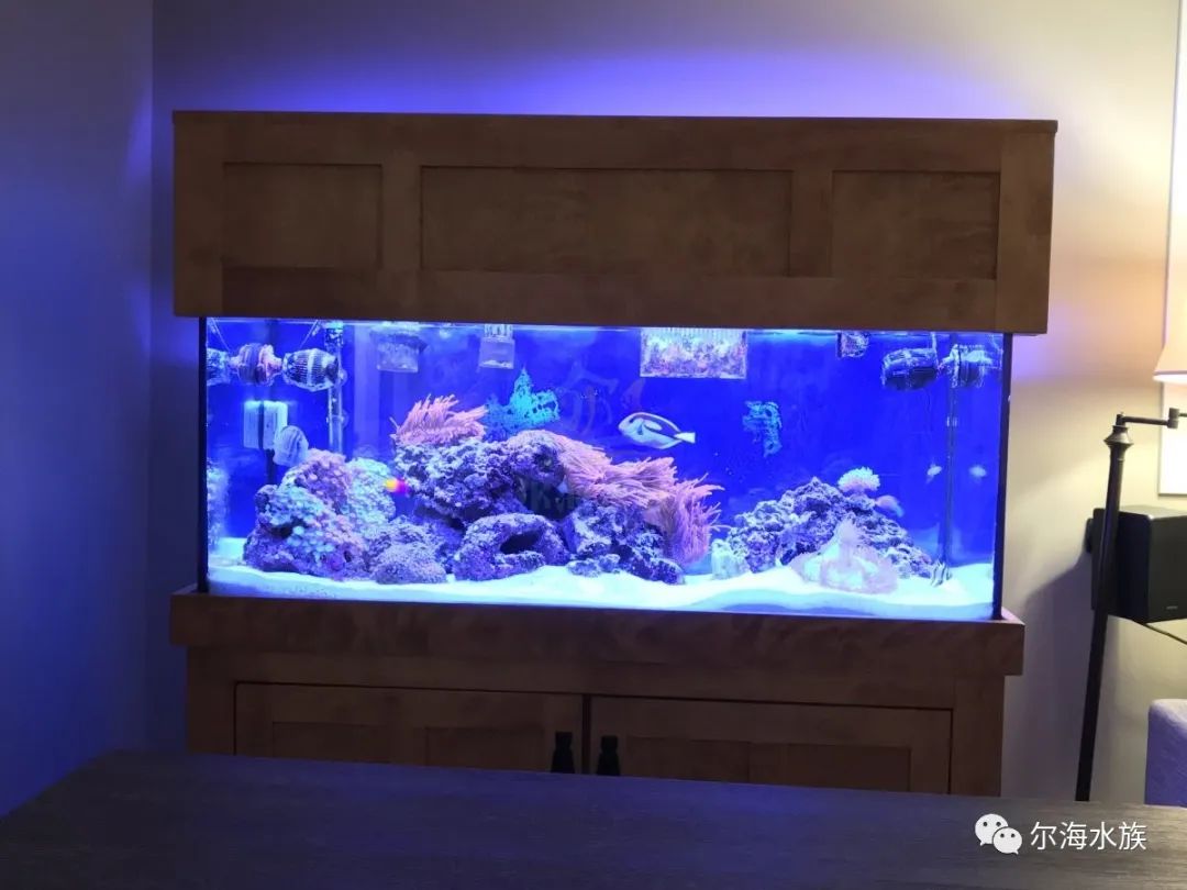 简单纯粹的海葵缸原来都在这里