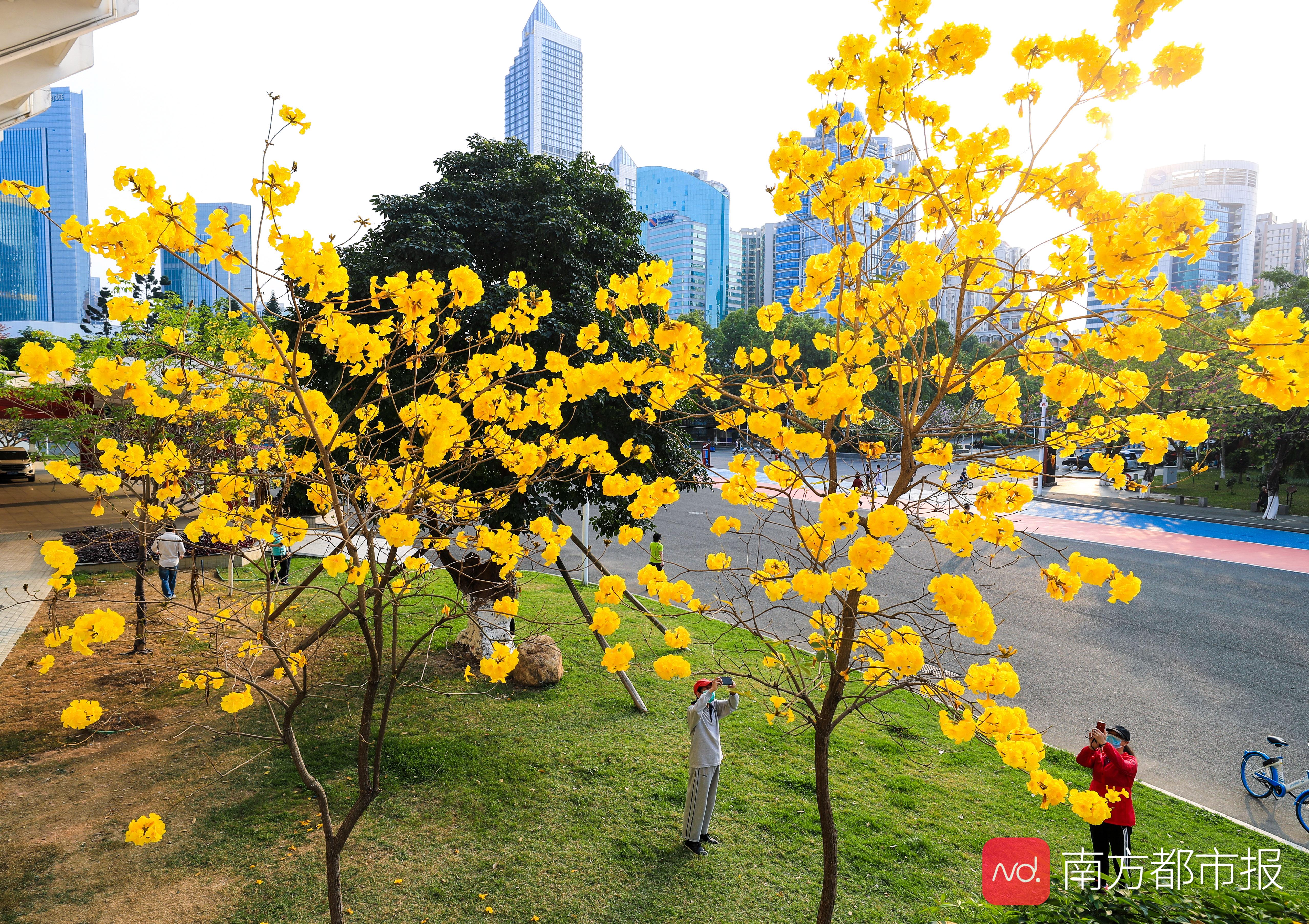 疫情下的三月春風擋不住廣州街頭處處繁花盛放