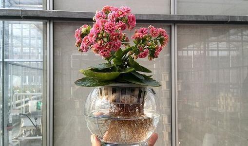 原创这几种花不怕养死一杯养花水就能活容易爆盆真好看