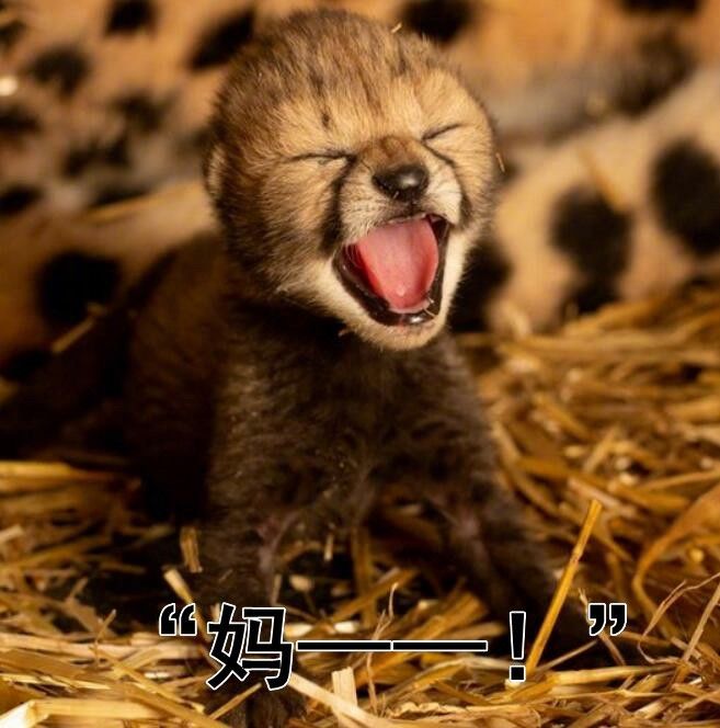 刚出生的小豹子图片图片