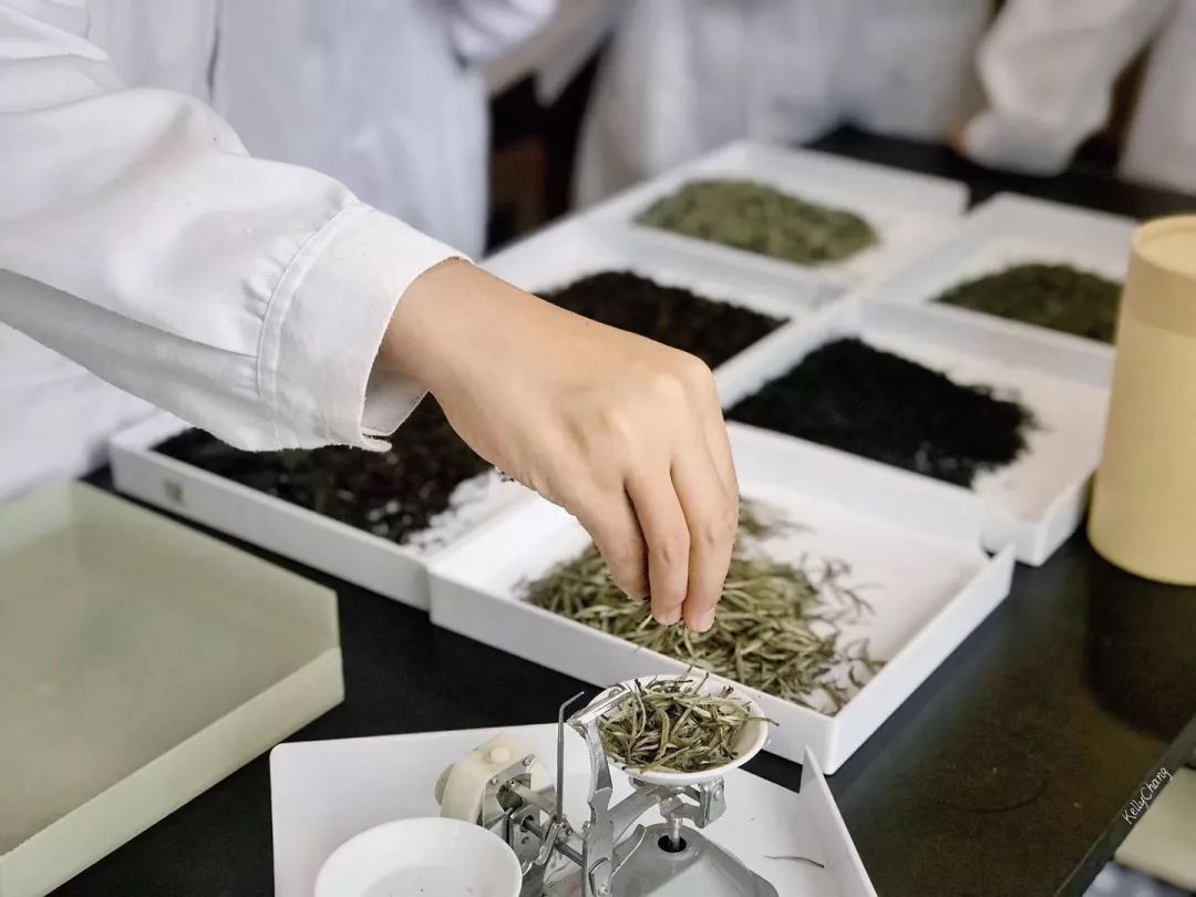 澧州茶书院国家茶艺师评茶员技能考证培训常年招生