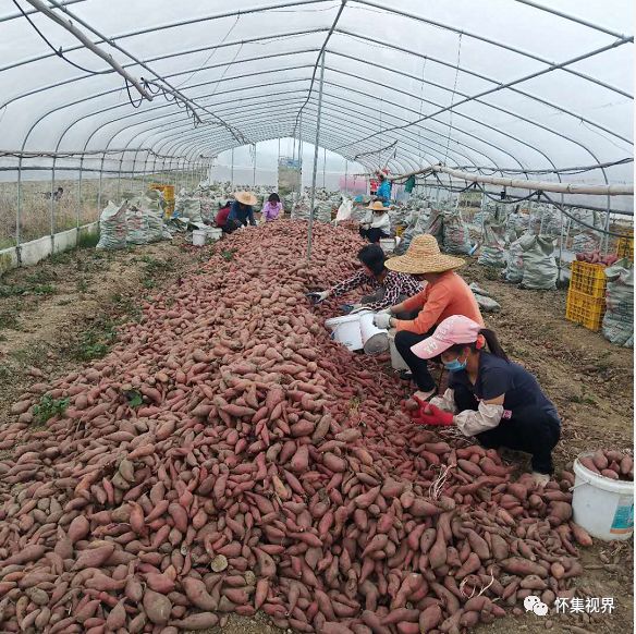 会员们前往连麦仓社扶贫基地,看到数万斤红薯放满了几个仓库,每处都
