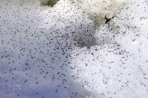 东北雪天下黑色小虫子这是什么虫子有害吗看完心里有数了