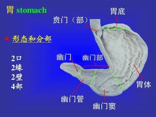 素问程医生