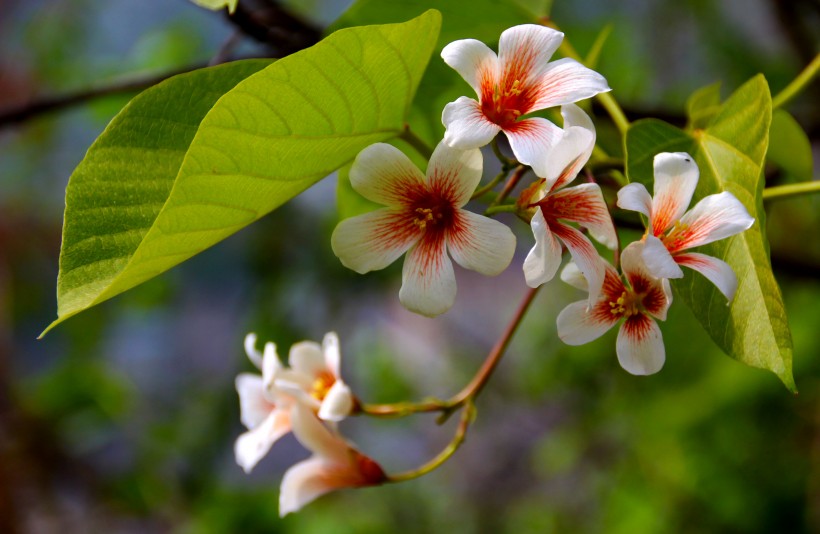 原创半年内先遇见贵人再遇见机遇正财主动上门横财旺的四属相