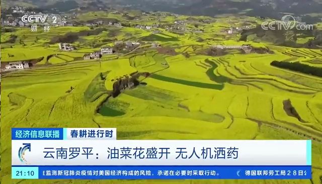 一片春意盎然报道了罗平油菜花开成海《经济信息联播》栏目中央电视台