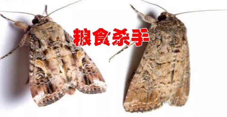 粮食杀手这种蛾子在钟落潭玉米田出没要尽早施药