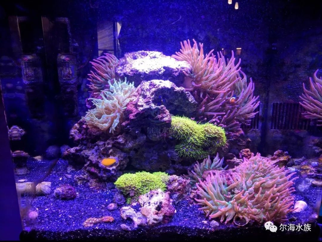 简单纯粹的海葵缸原来都在这里