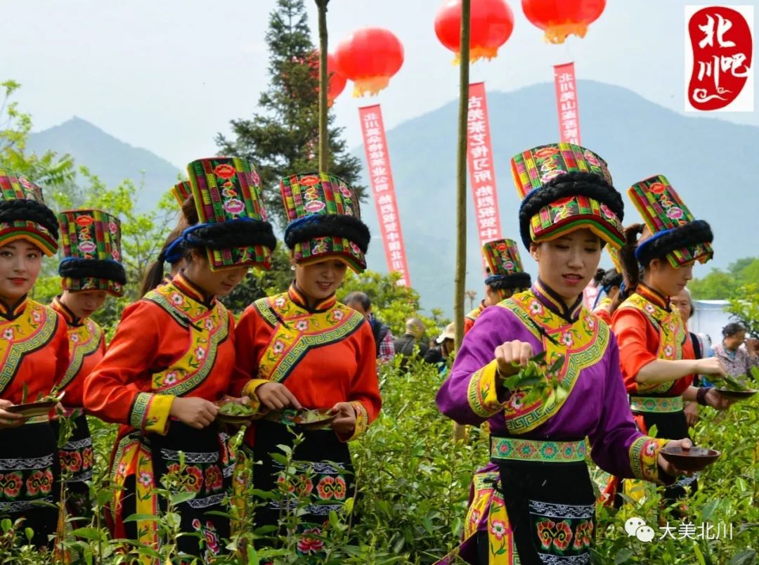 疫后来北川催芽节采茶羌族美女帅哥好手艺