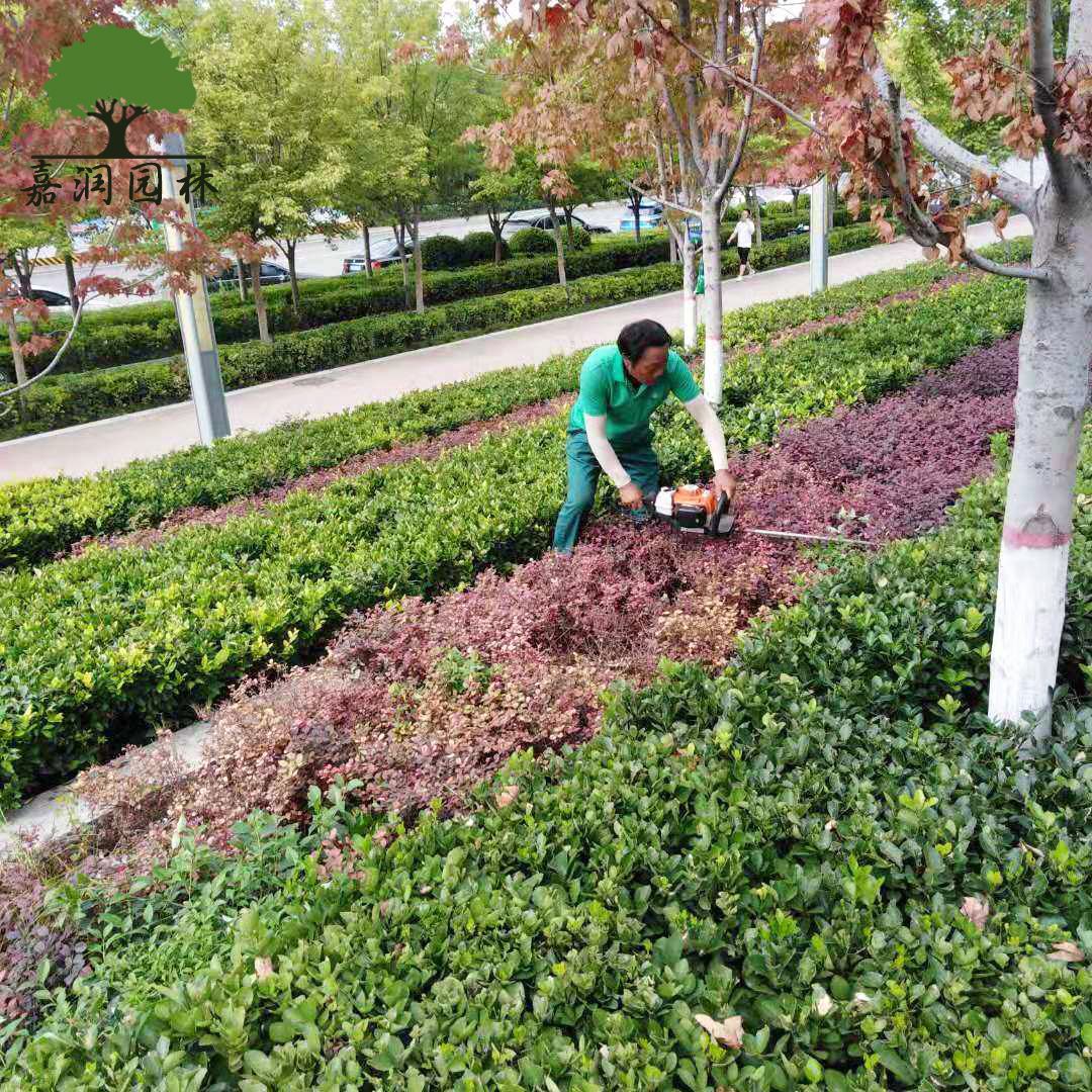 西安室外园林绿化养护的栽植类型有哪些_种植