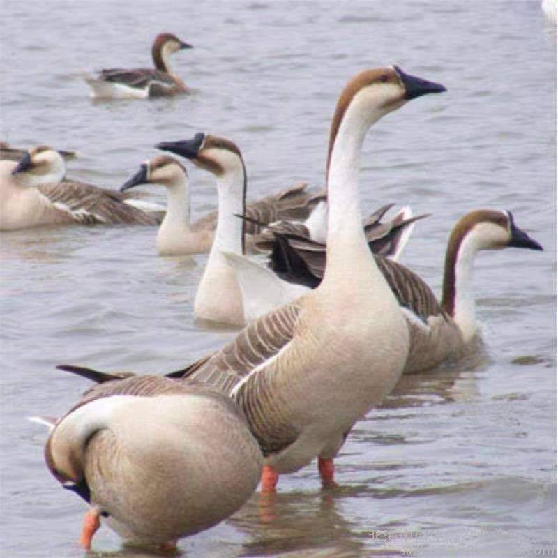 母鹅养殖多久产蛋,所有的鹅品种开产时间都一致吗?