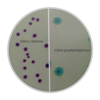 编辑hicrome vibrio hiveg agar