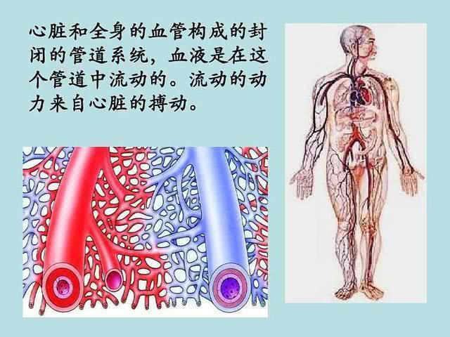 體內的血管如同地球上縱橫交錯的河流,分佈在我們身體內的每個角落,它