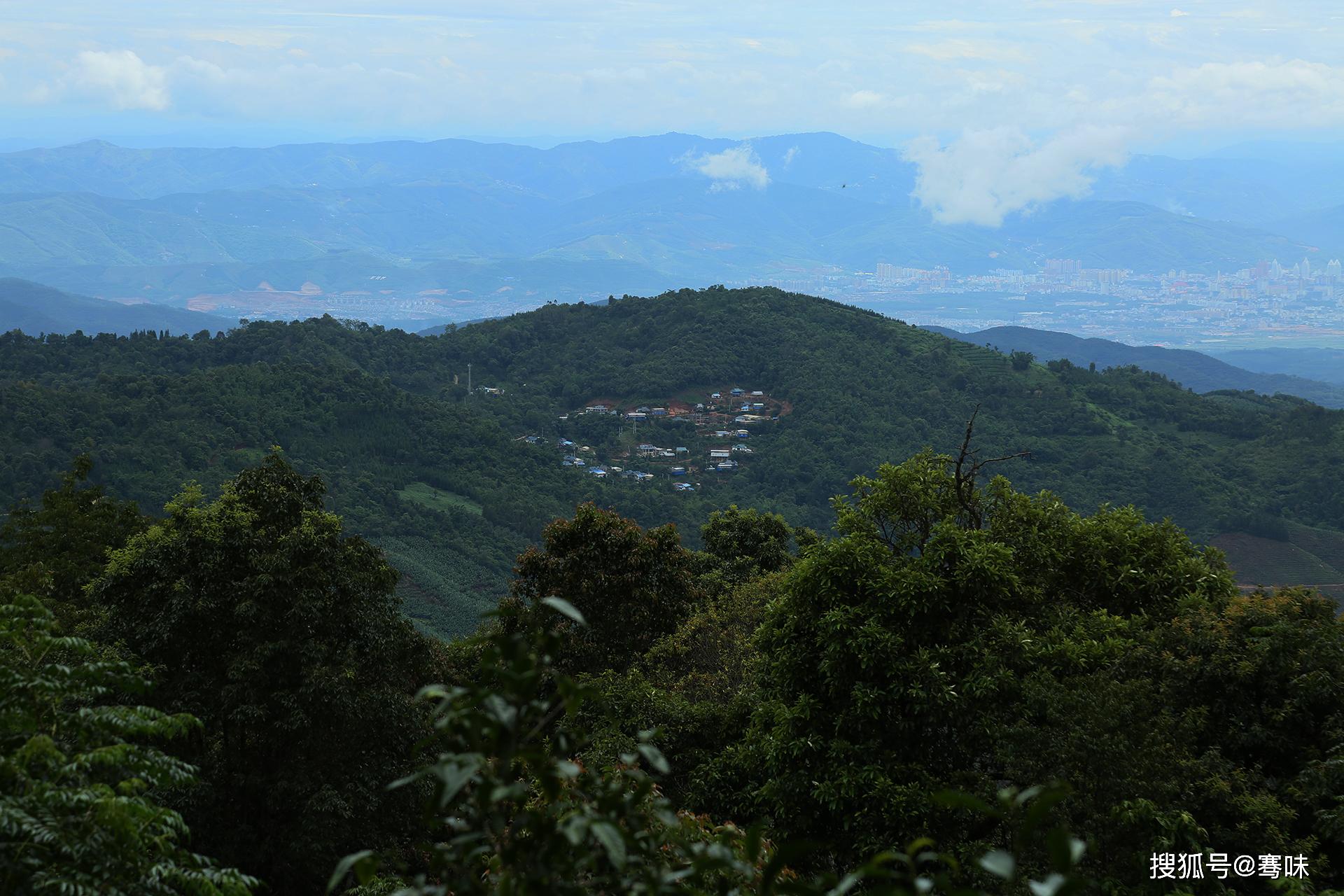 走进南糯山,探寻茶王树,讲述你不知道的"普洱茶真相"