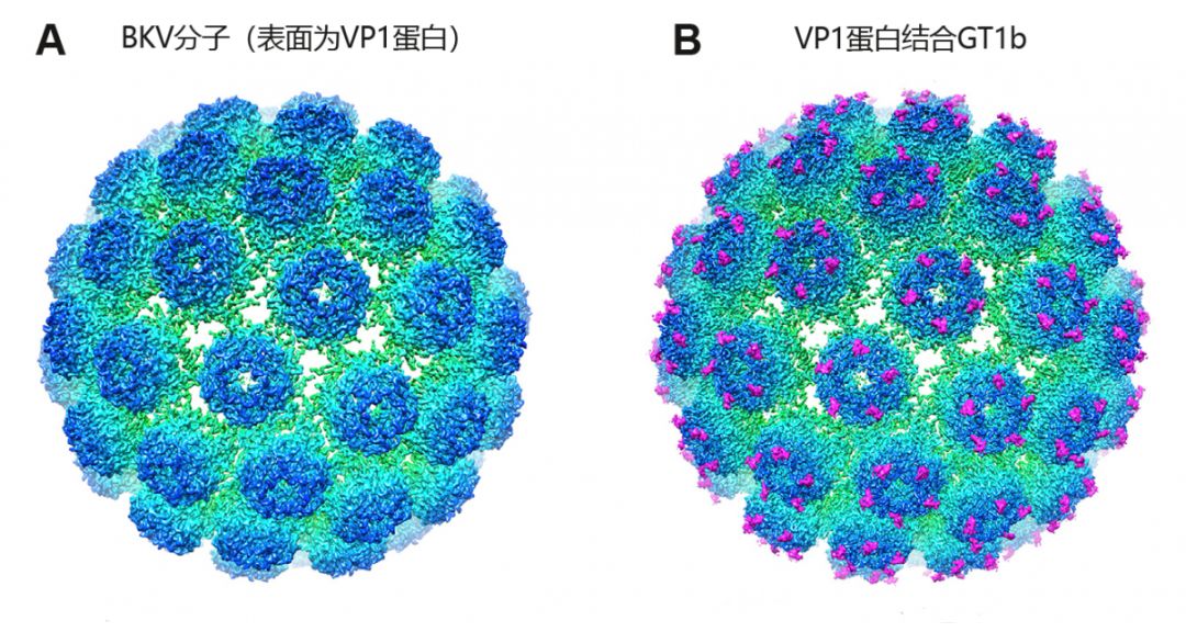 bk病毒真的没特效药吗?-搜狐大视野-搜狐新闻