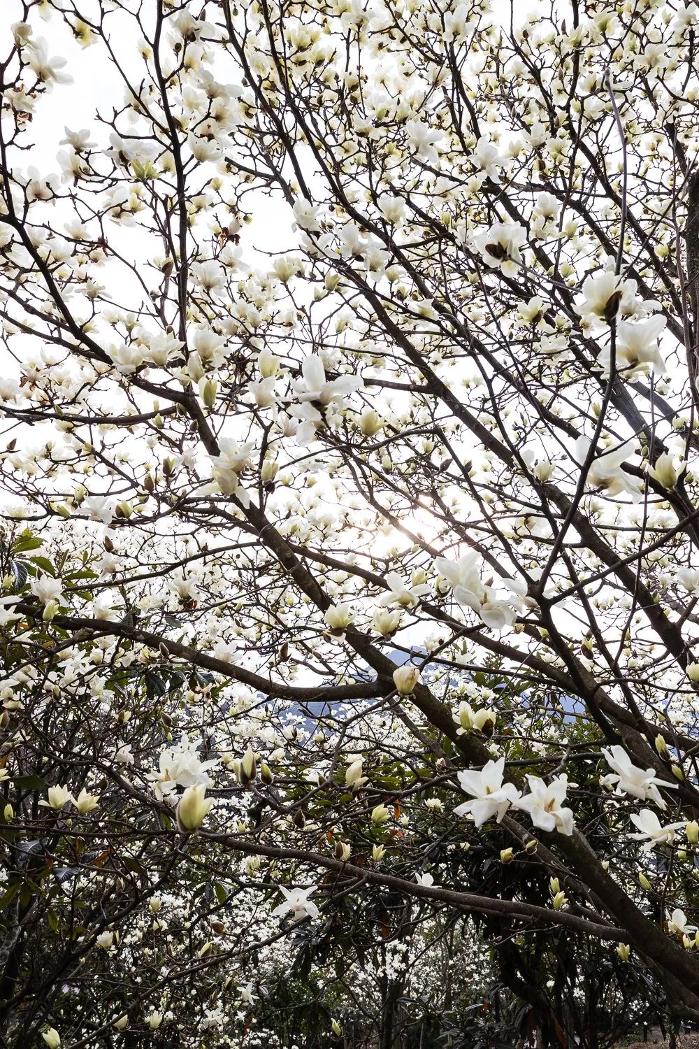 下雪的村庄奉化小村玉兰花似海正上演一场视觉和嗅觉的盛宴