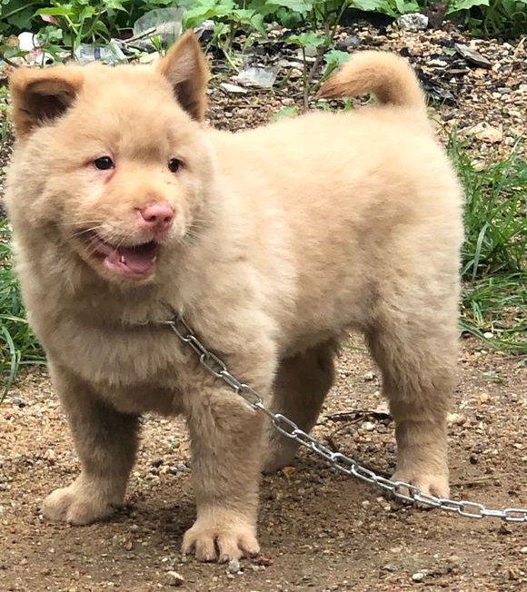 传说潮州五红犬是招财狗,毛色喜庆,深受广大群众喜爱,来自相犬经:五红