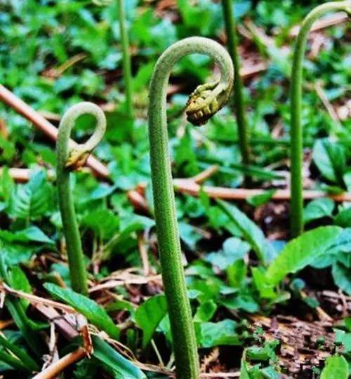 大山里的蕨菜长出来了可以去摘了约起