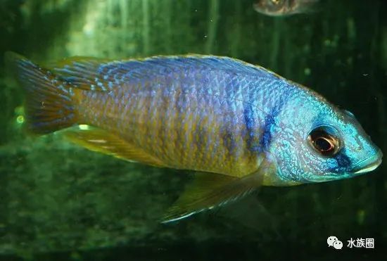 水族生物三湖慈鯛馬鯛之otopharynx大咽非鯽屬4