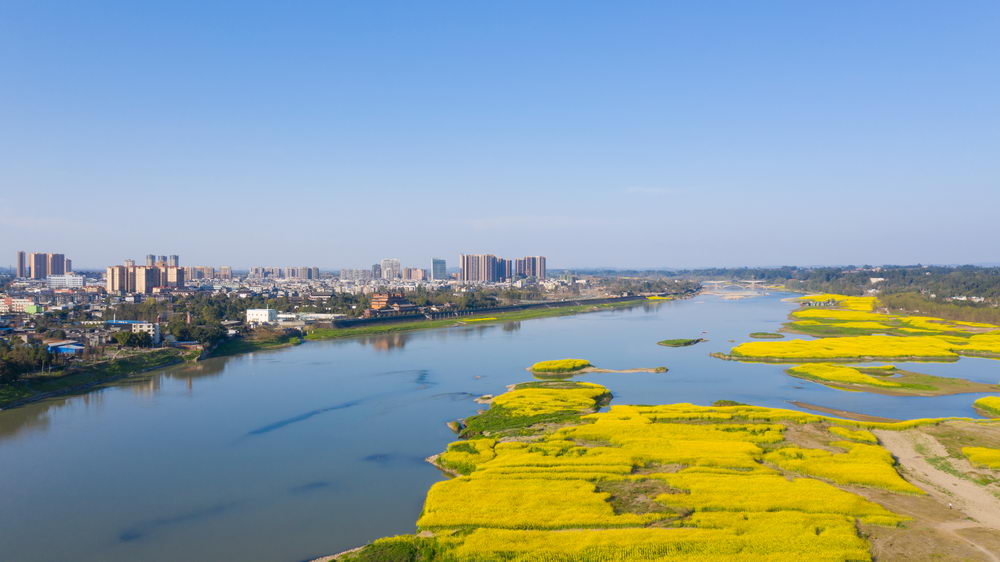 四川省青神县岷江两岸菜花黄