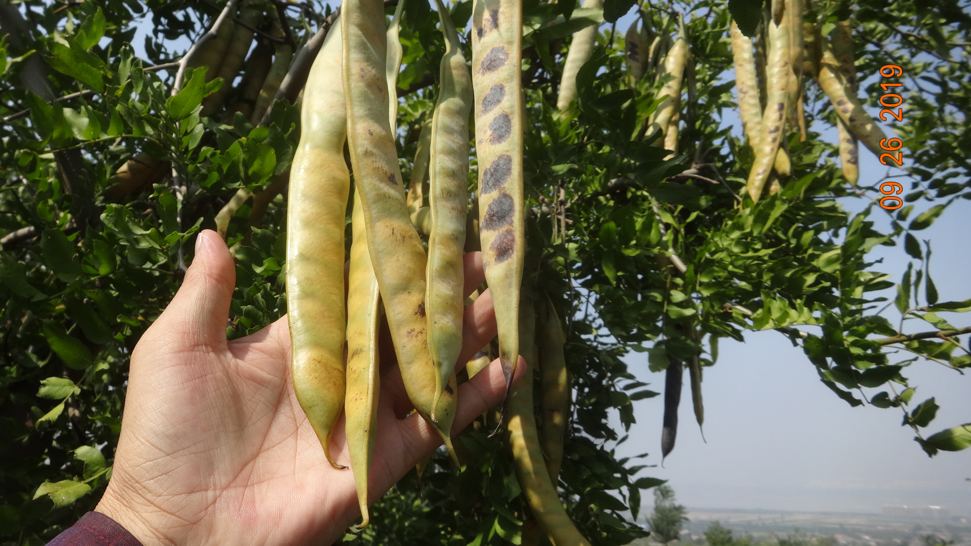 嵩豆系列结果皂荚嫁接图片嵩豆系列皂角嫁接后4天图片嵩豆系列结果