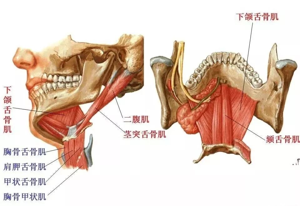 甲状腺周围肌肉解剖图片