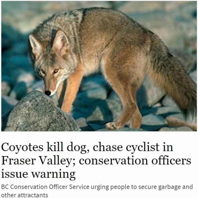 温哥华地区有郊狼出没攻击人,要小心了