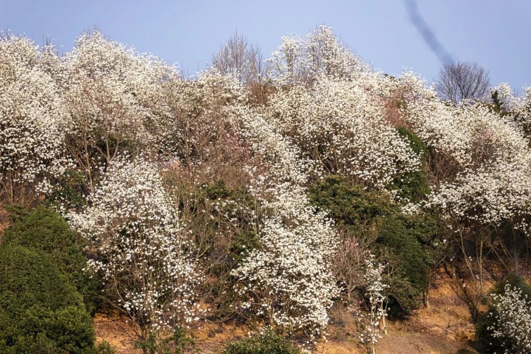 下雪的村庄奉化小村玉兰花似海正上演一场视觉和嗅觉的盛宴