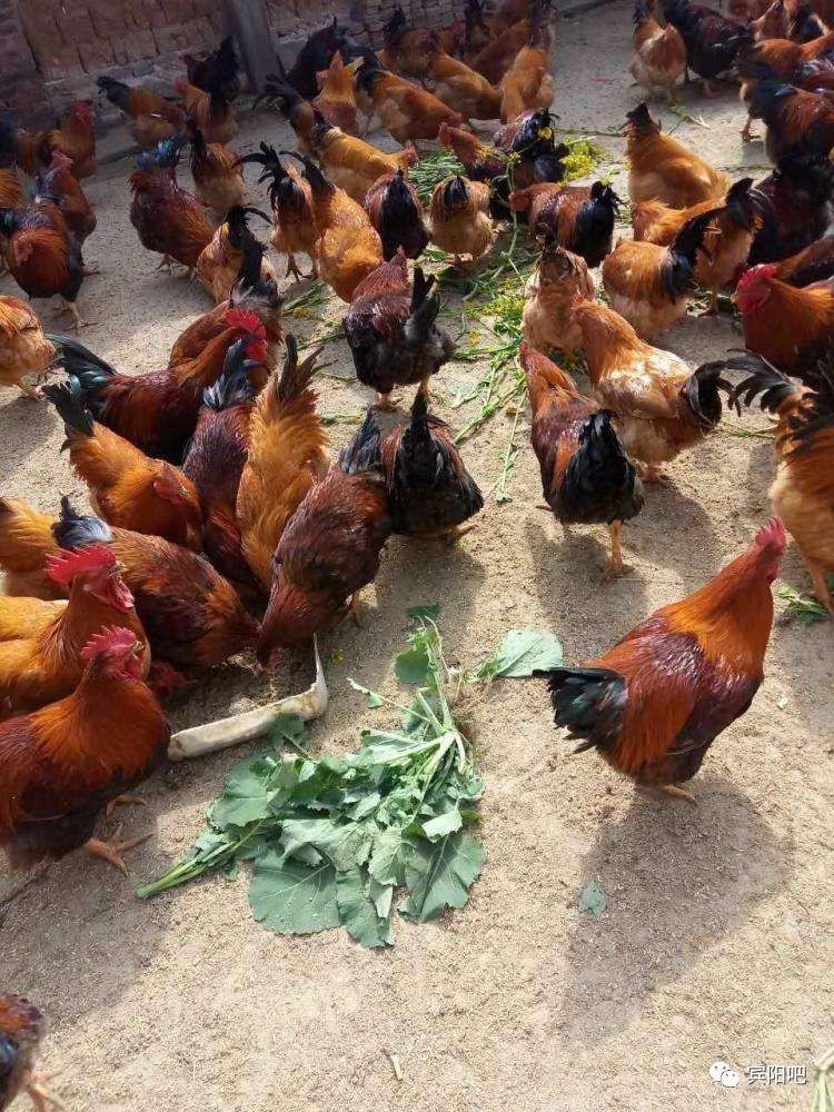 和吉镇贫困户的土阉鸡拉到县城,众人抢购!_宾阳