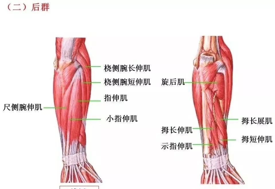 高清肌肉解剖图片汇总大全