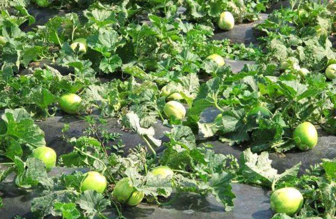 原创种植甜瓜,易发生果实腐斑病,要如何防治呢?