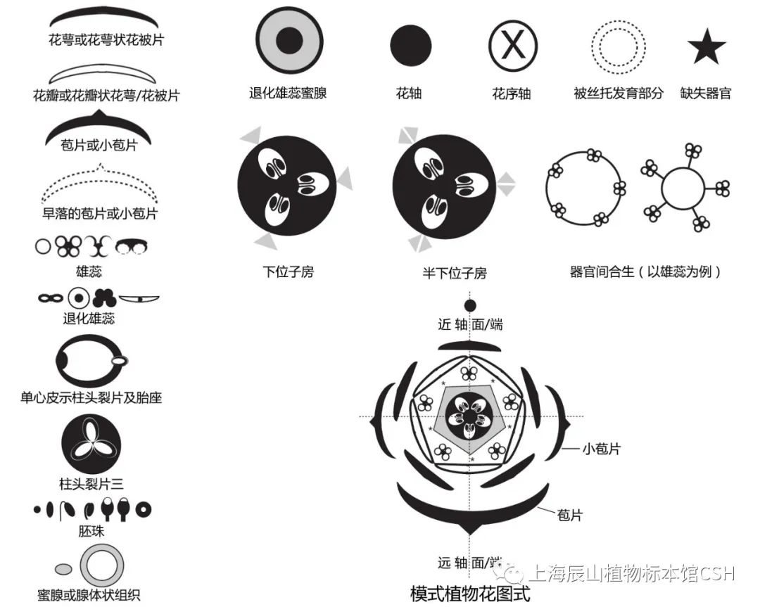 花图式检索表图片