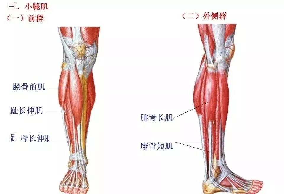 左腿结构图片