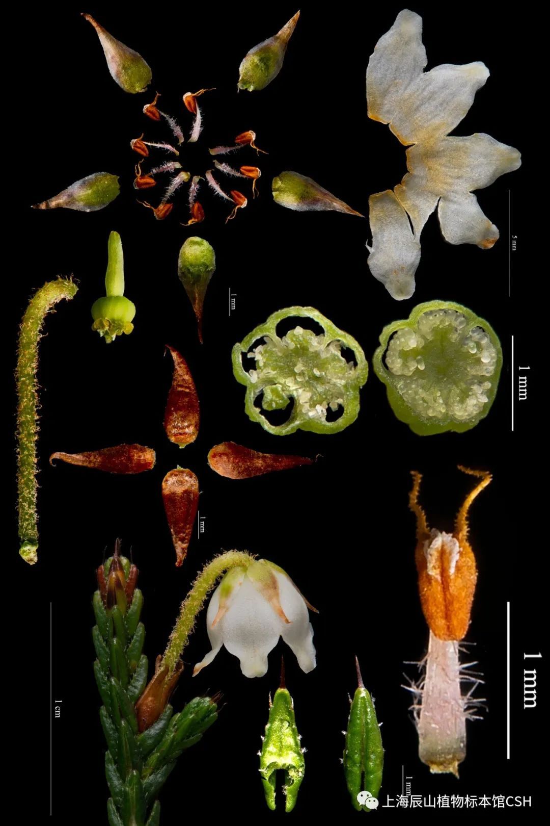 流程与技巧花程式与花图式能够非常准确地传达某一类植物最大的共同点
