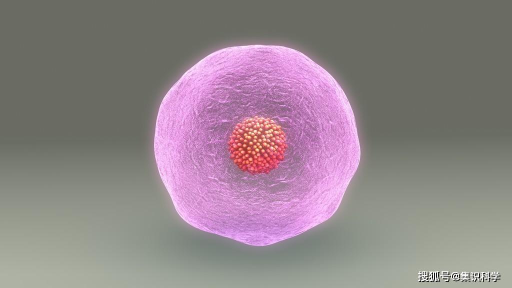 最新研究显示,卵干细胞不存在!
