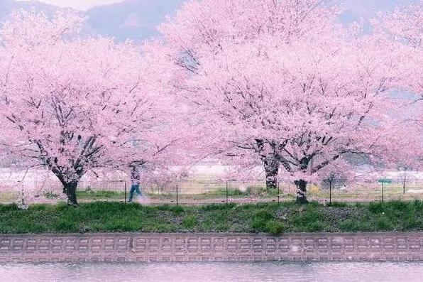 日剧《龙樱》中伴随主人公成长的就是一棵樱花树,而