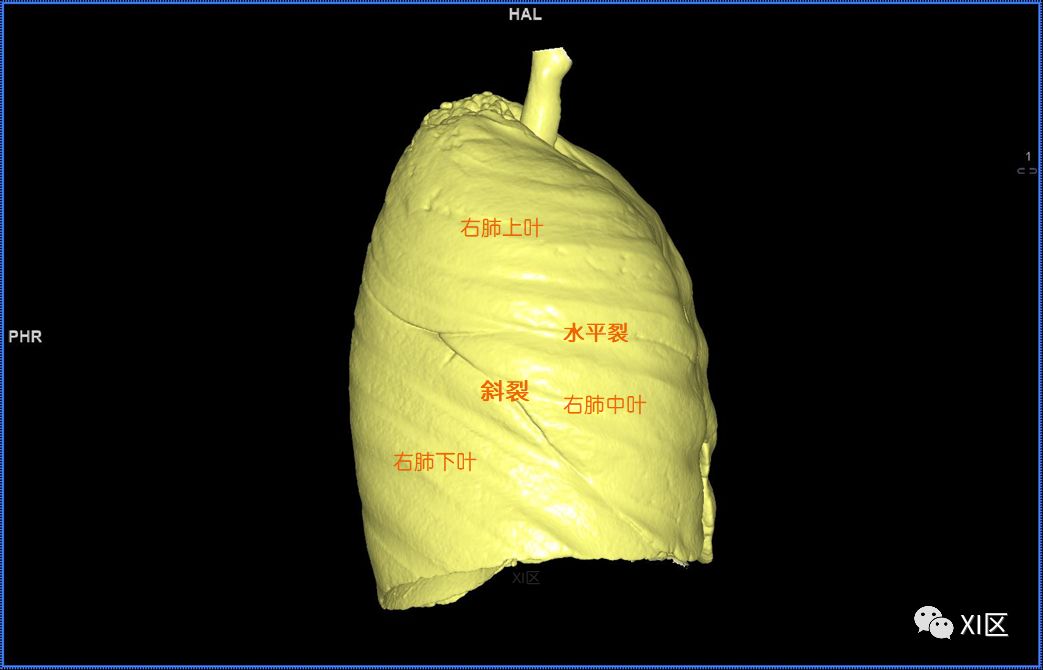 如此詳細的肺部影像解剖有點兒酷