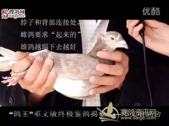 鸽经| 中国鸽王邓文敏手把手教你挑鸽子(图)!_龙骨