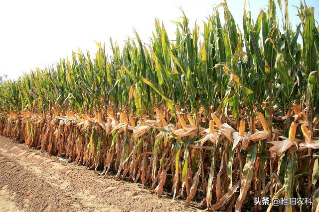 最高产抗倒玉米新品种,刷新我国玉米高产纪录,亩产1511.74公斤_种植