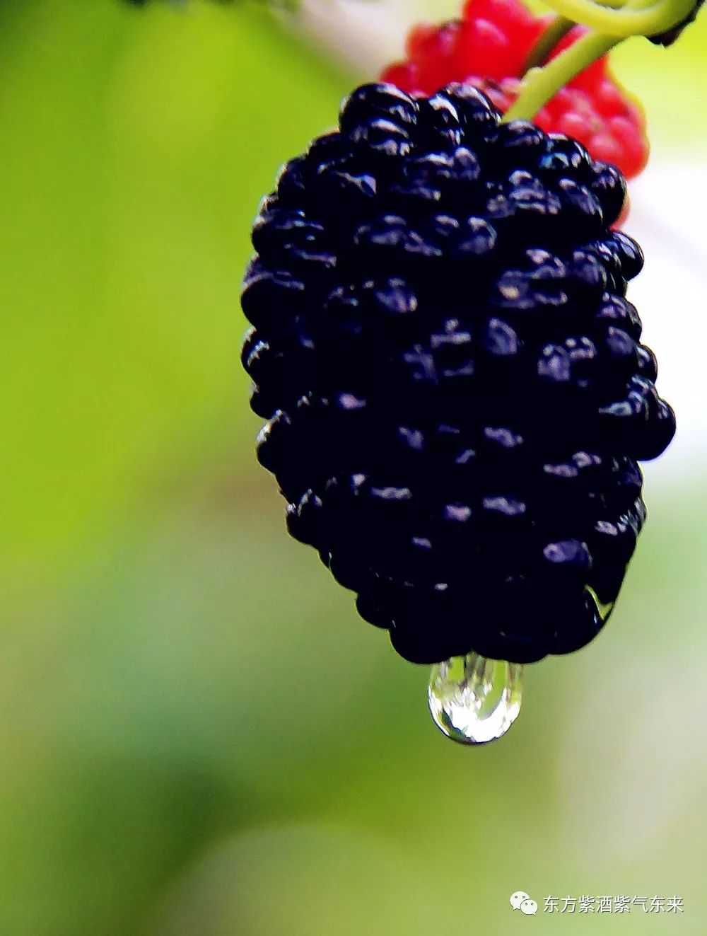 桑椹酒好喝还养颜果酒爱好者们约起来