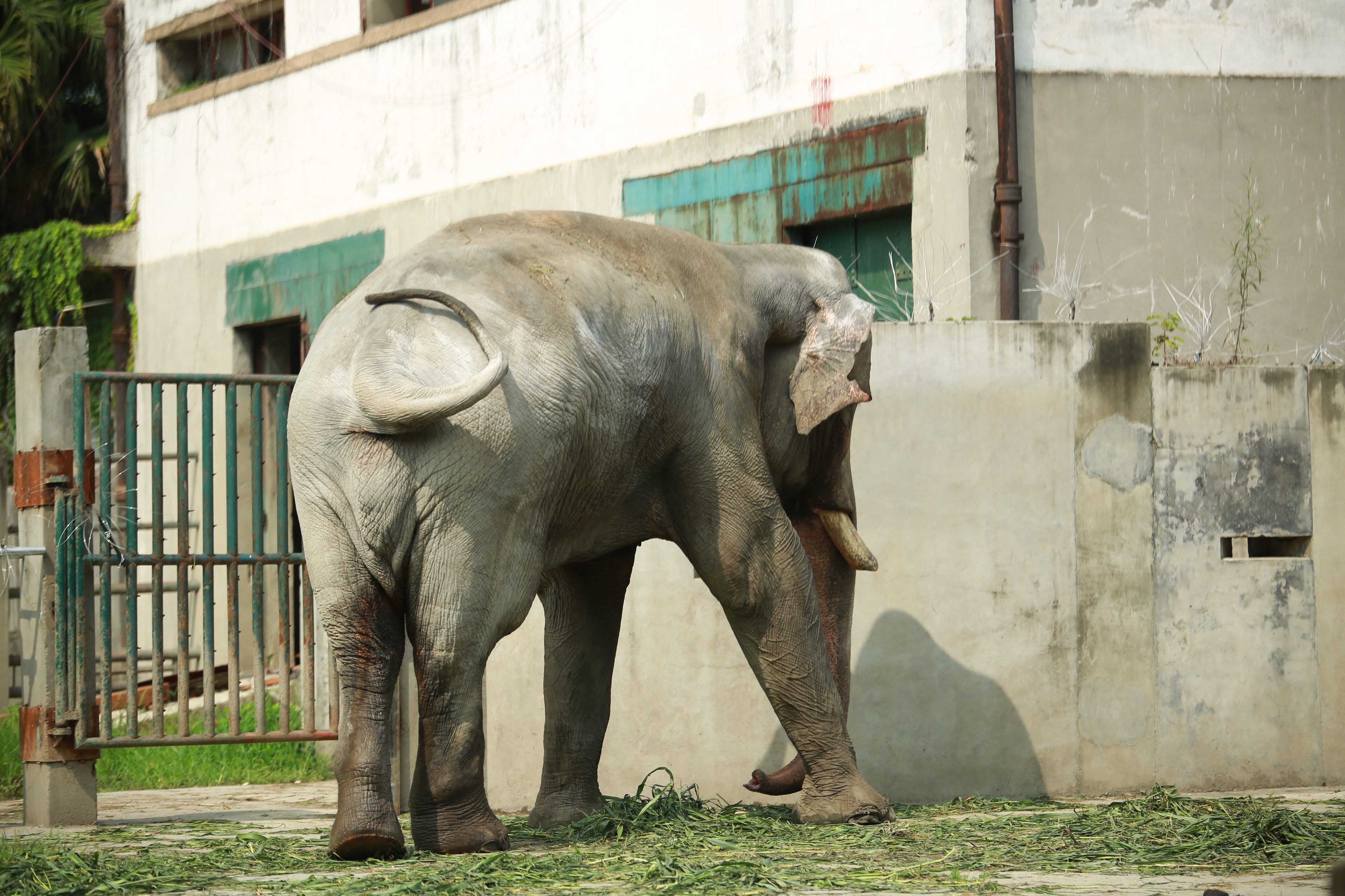 天津动物园大象图片