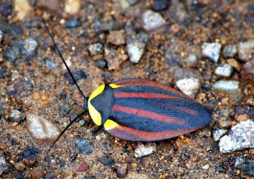 精选一组冷知识;蟑螂在生态链中的作用